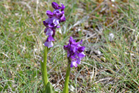 Anacamptis morio